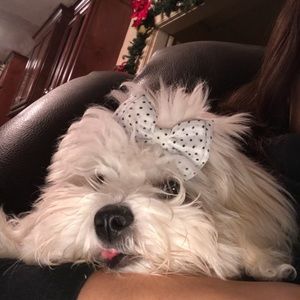 Meet your Posher, Rosalinda